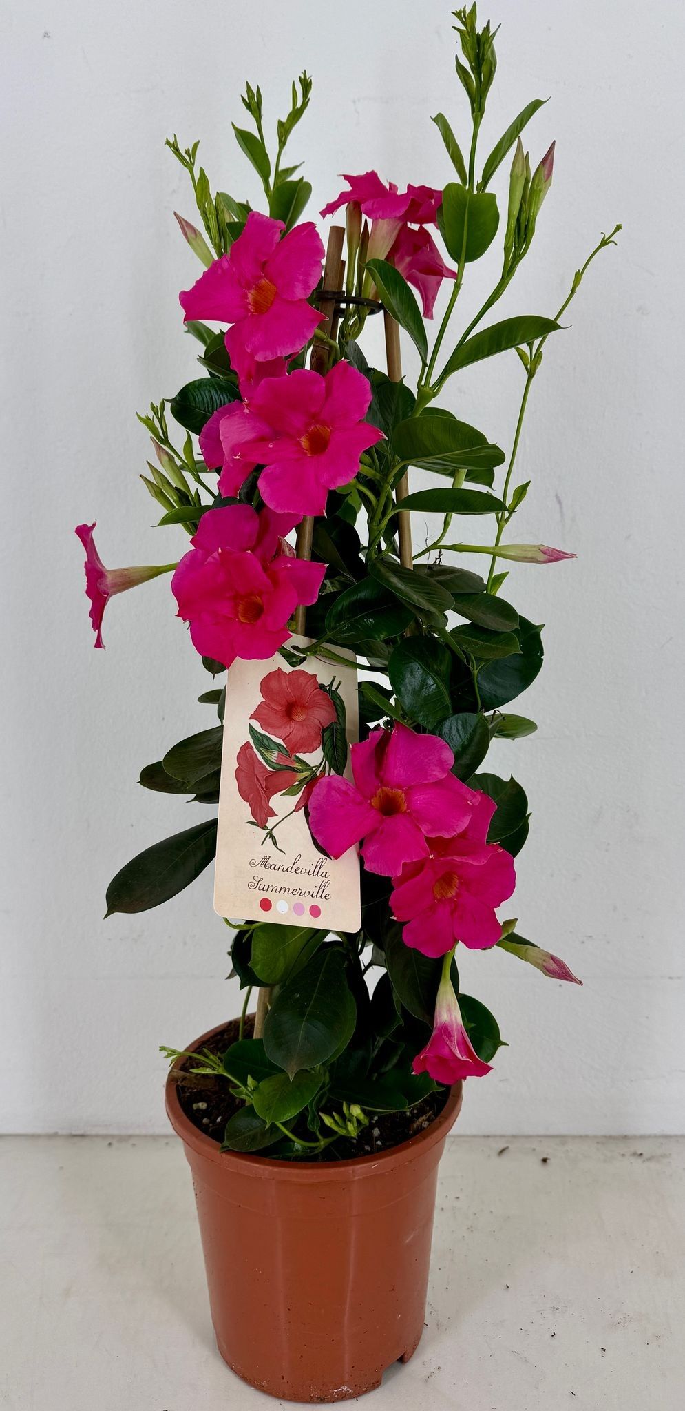 p19 Sundaville Early Pink piramide, D 19