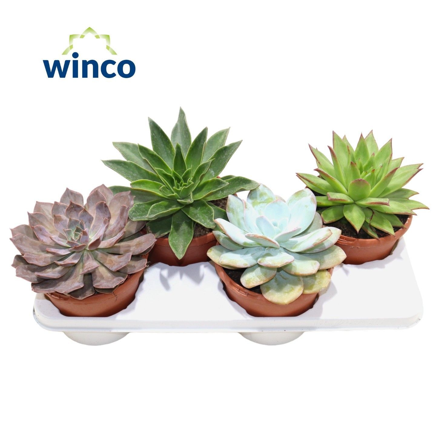 Echeveria Mix (4 Spc.), D 17