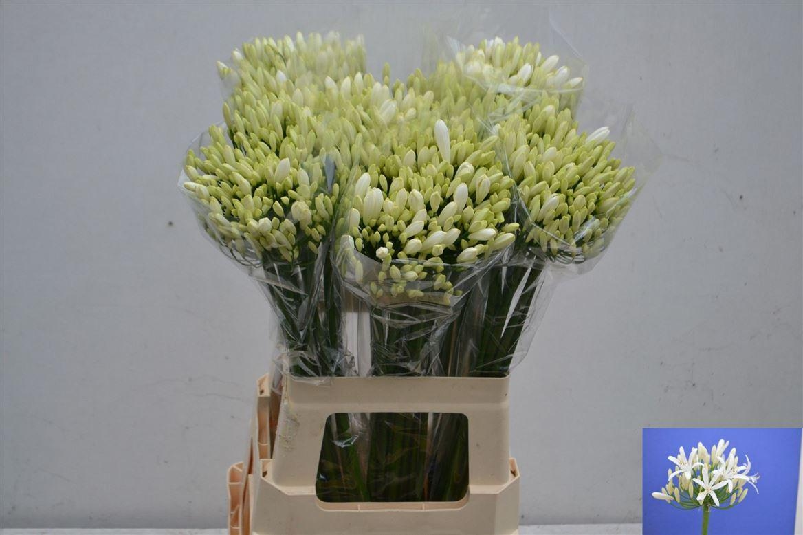 Агапантус Эйфори Вайт 70 (бел.), шт.