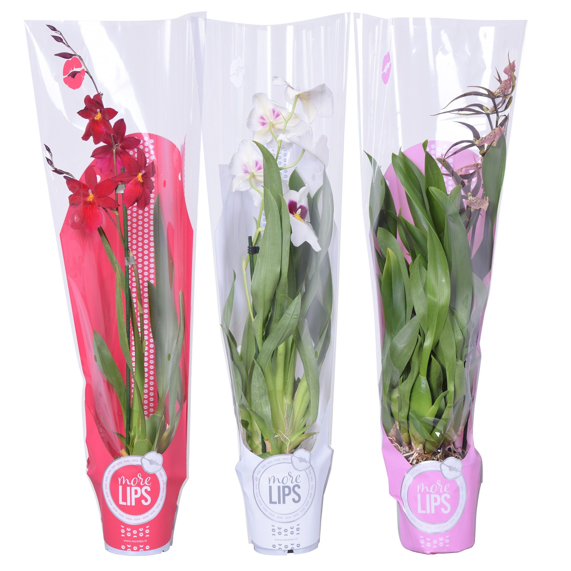 MoreLIPS® Valentine / Women's day mix 1 tak met rode, witte en roze showhoes, D 12