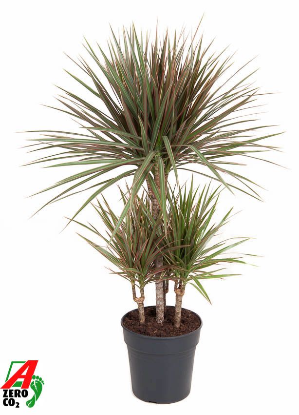 Dracaena Bicolor 45-carrousel, D 21