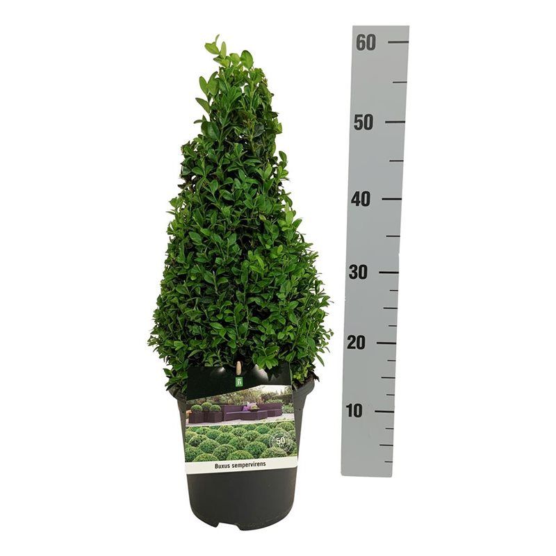 Buxus sempervirens, D 19