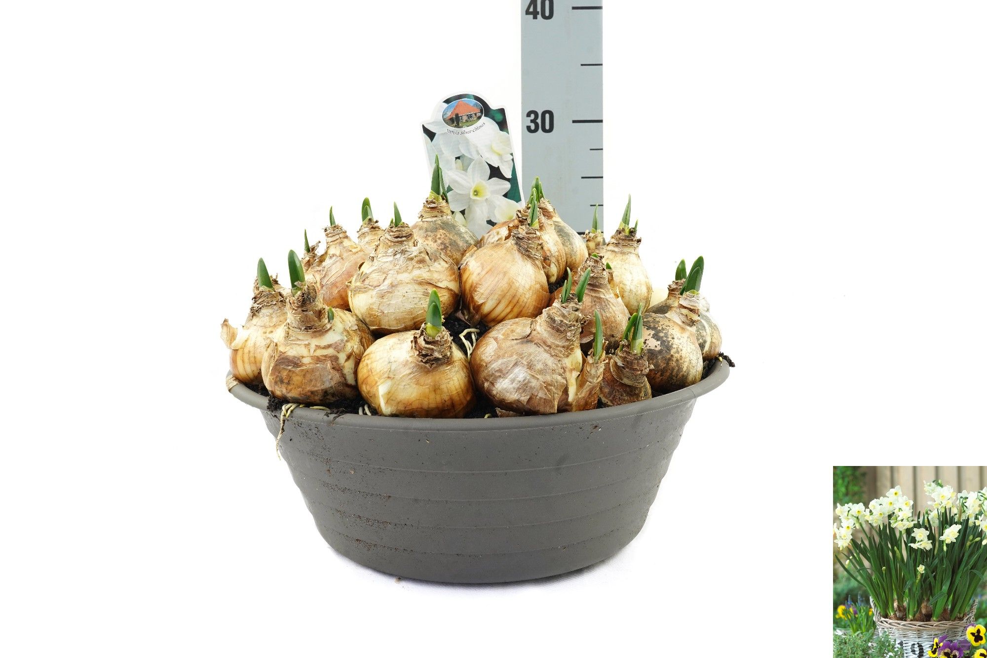 Narcissus Silver Chimes, D 35