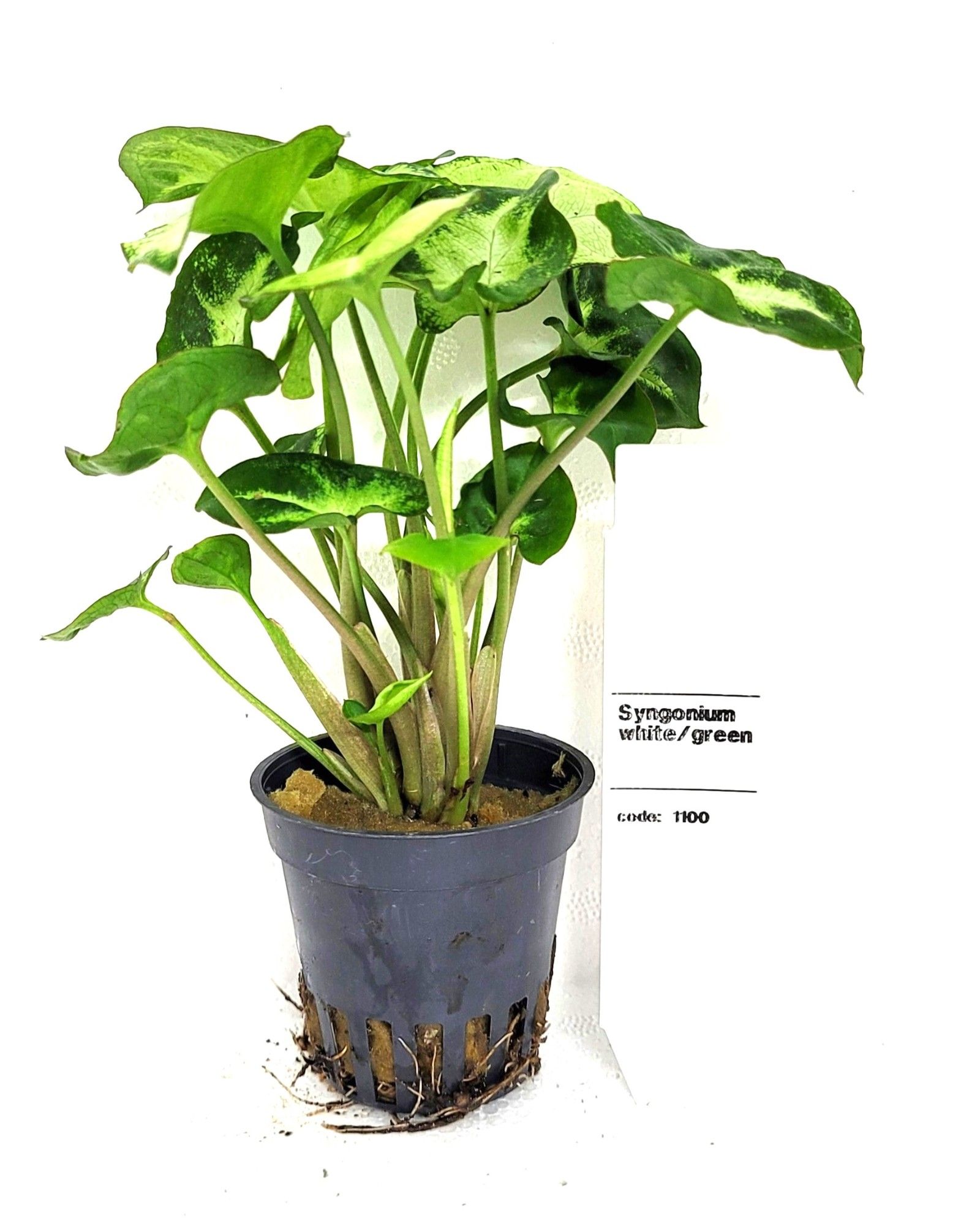 Synchonium pixie, D 5