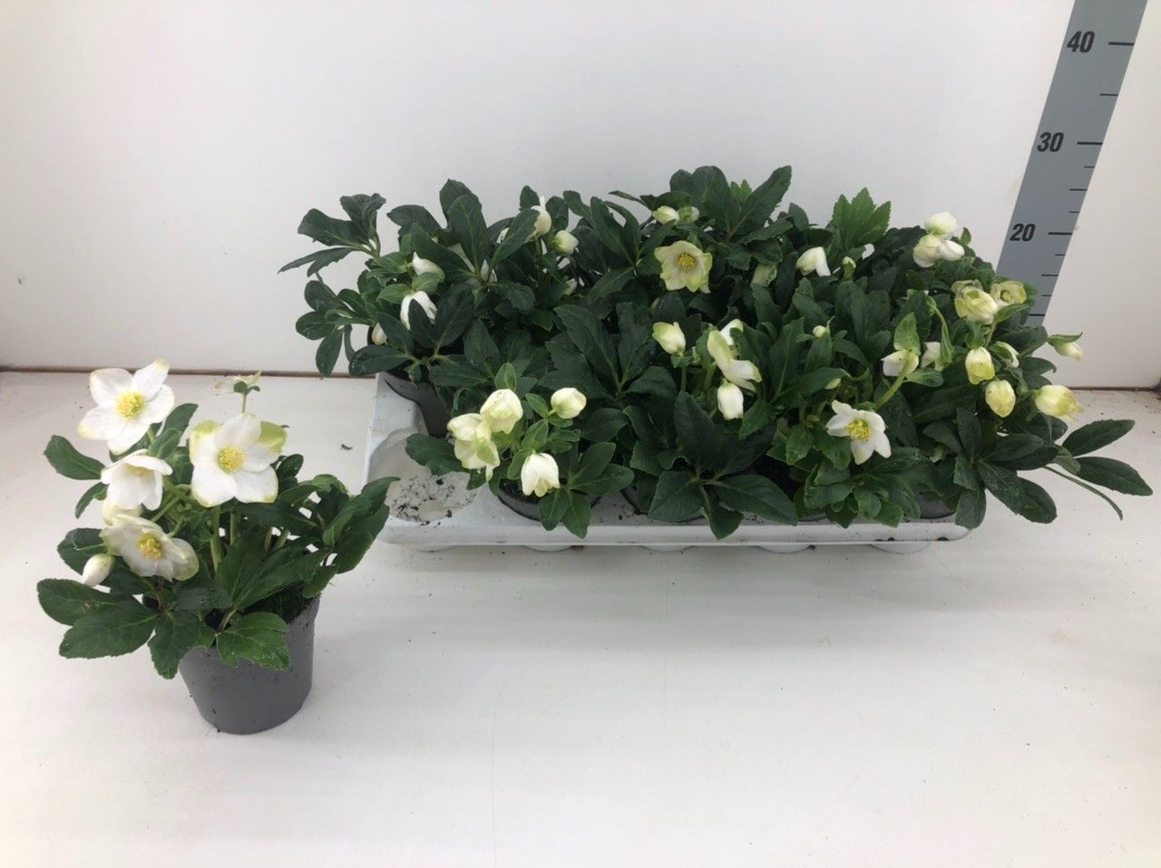 Helleborus Niger Christmas Carol P10,5, D 10,5 cm Helleborus Niger Christmas Carol P10,5, D 10,5 cm