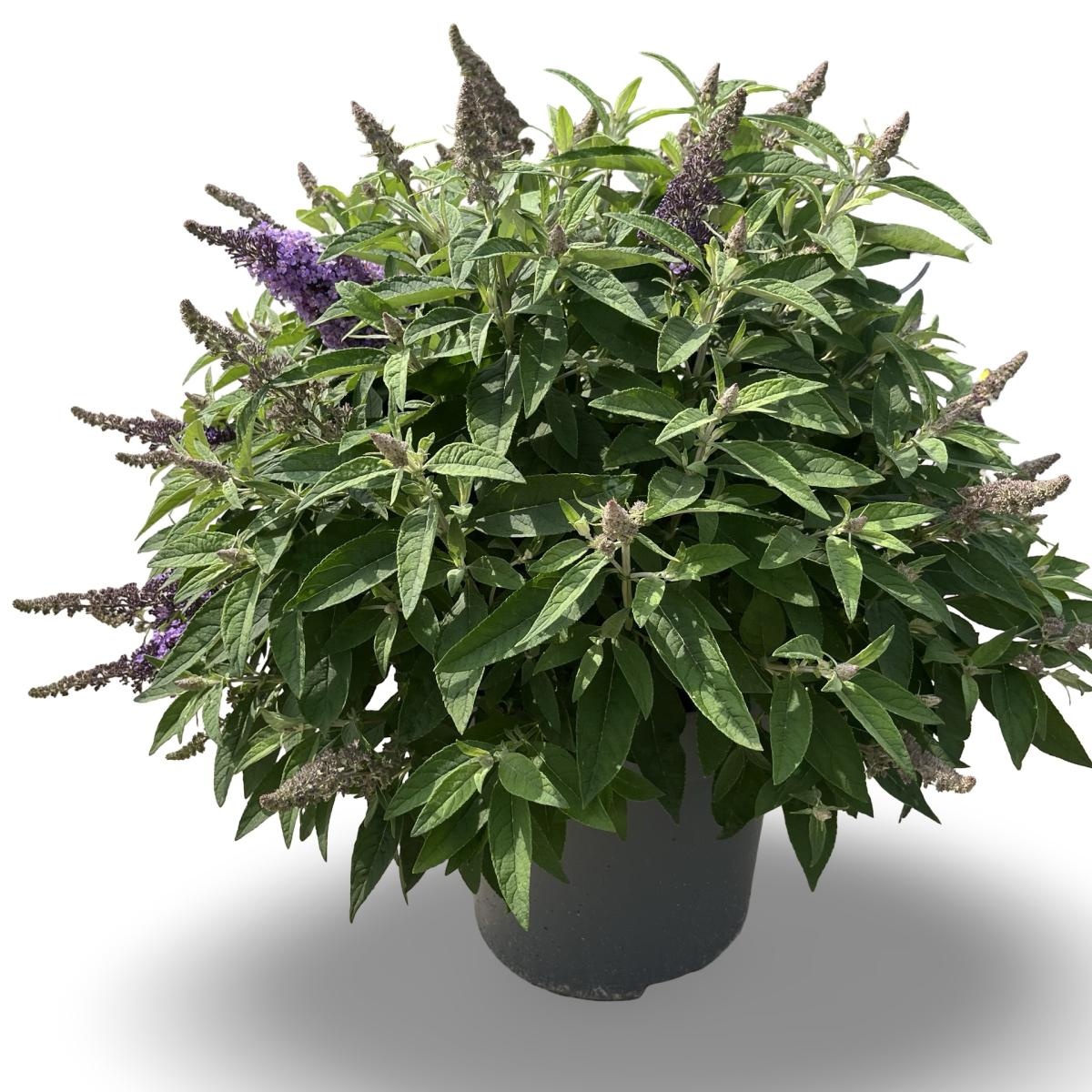 Buddleja d. B. Candy Lila Sweeth., D 31