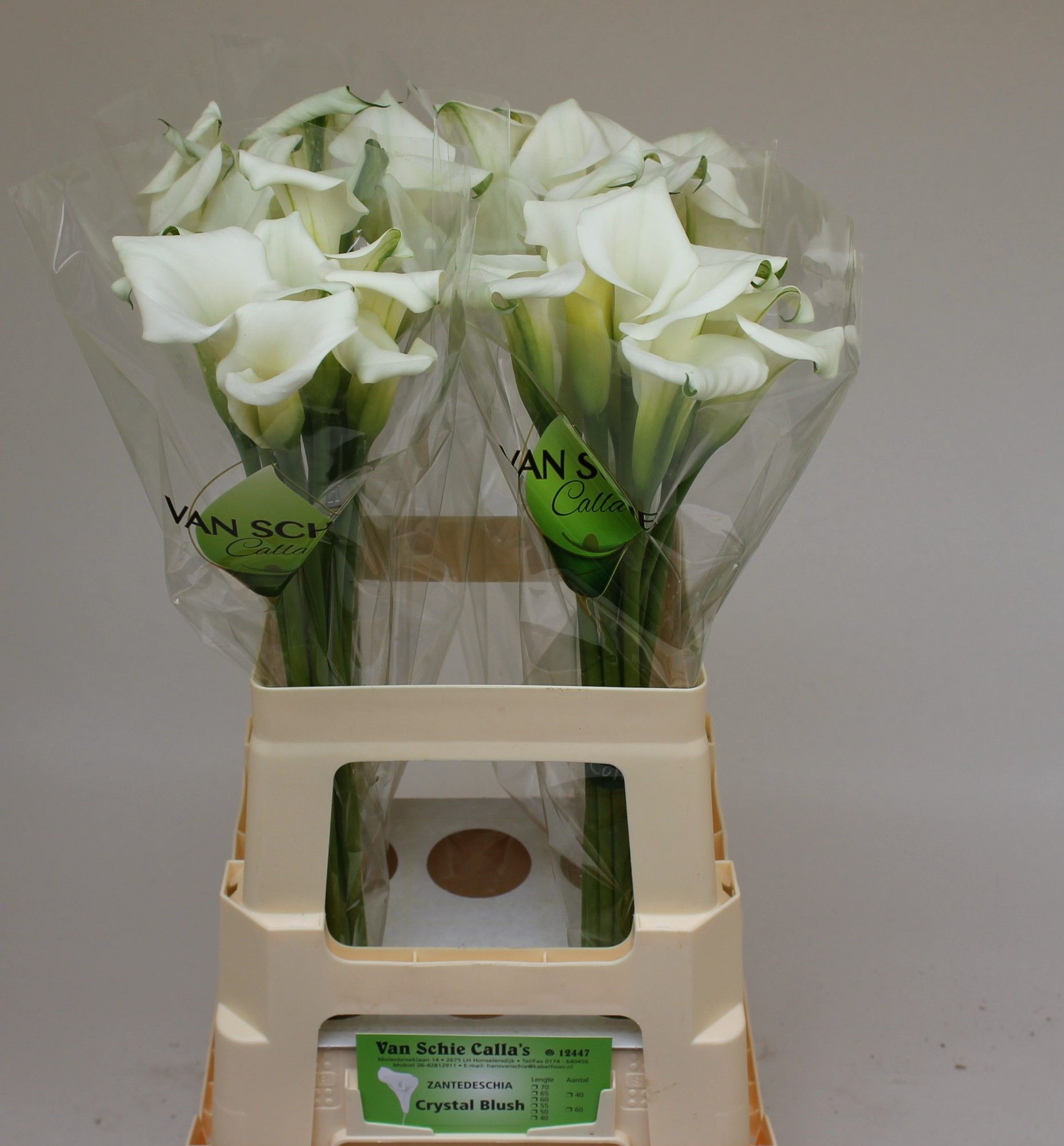 Калла Кристал Блаш 60 (бел.), шт.