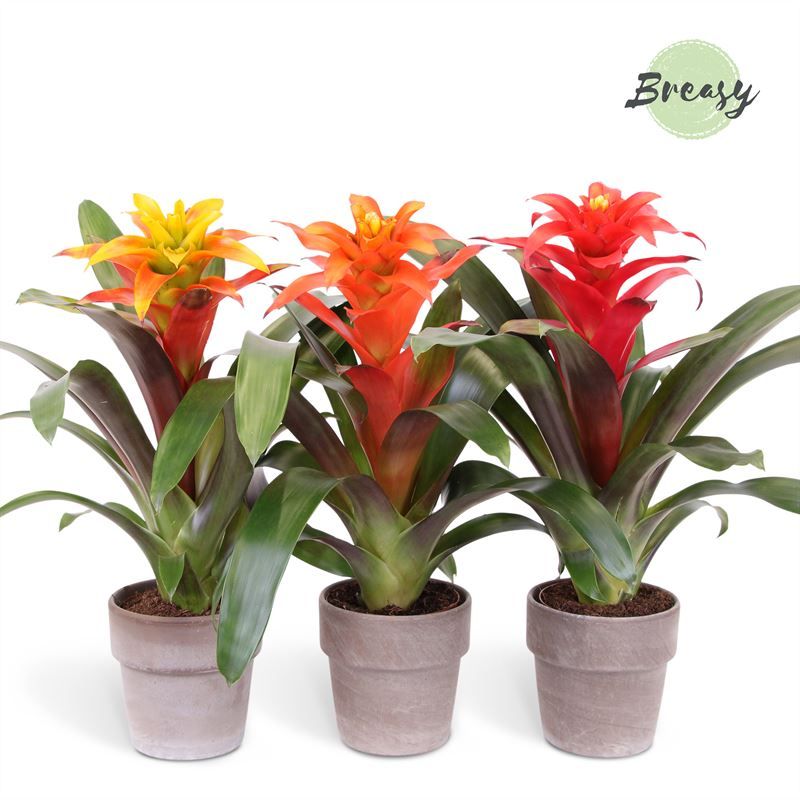 Guzmania Nature - 12cm in Toscana | Mimesis, D 12