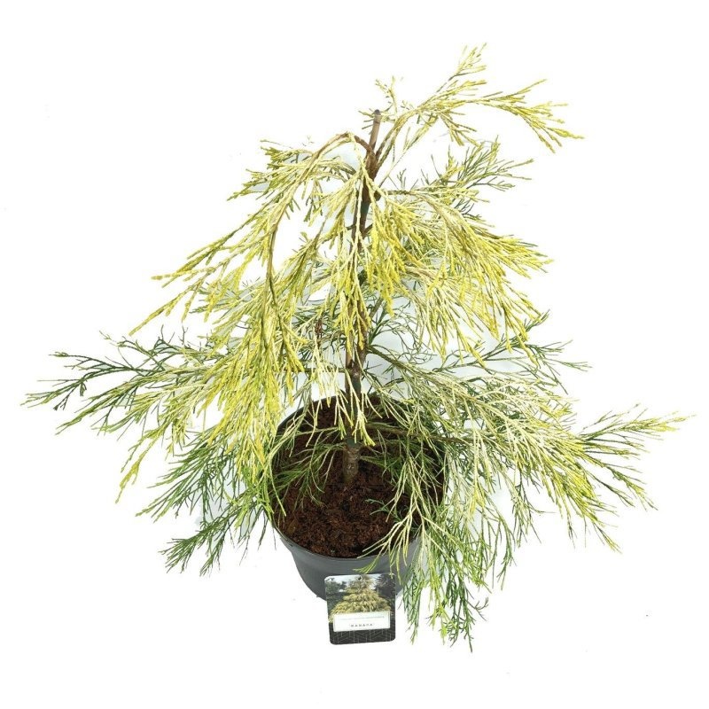 Chamaecyparis l. 'Karaca', D 23