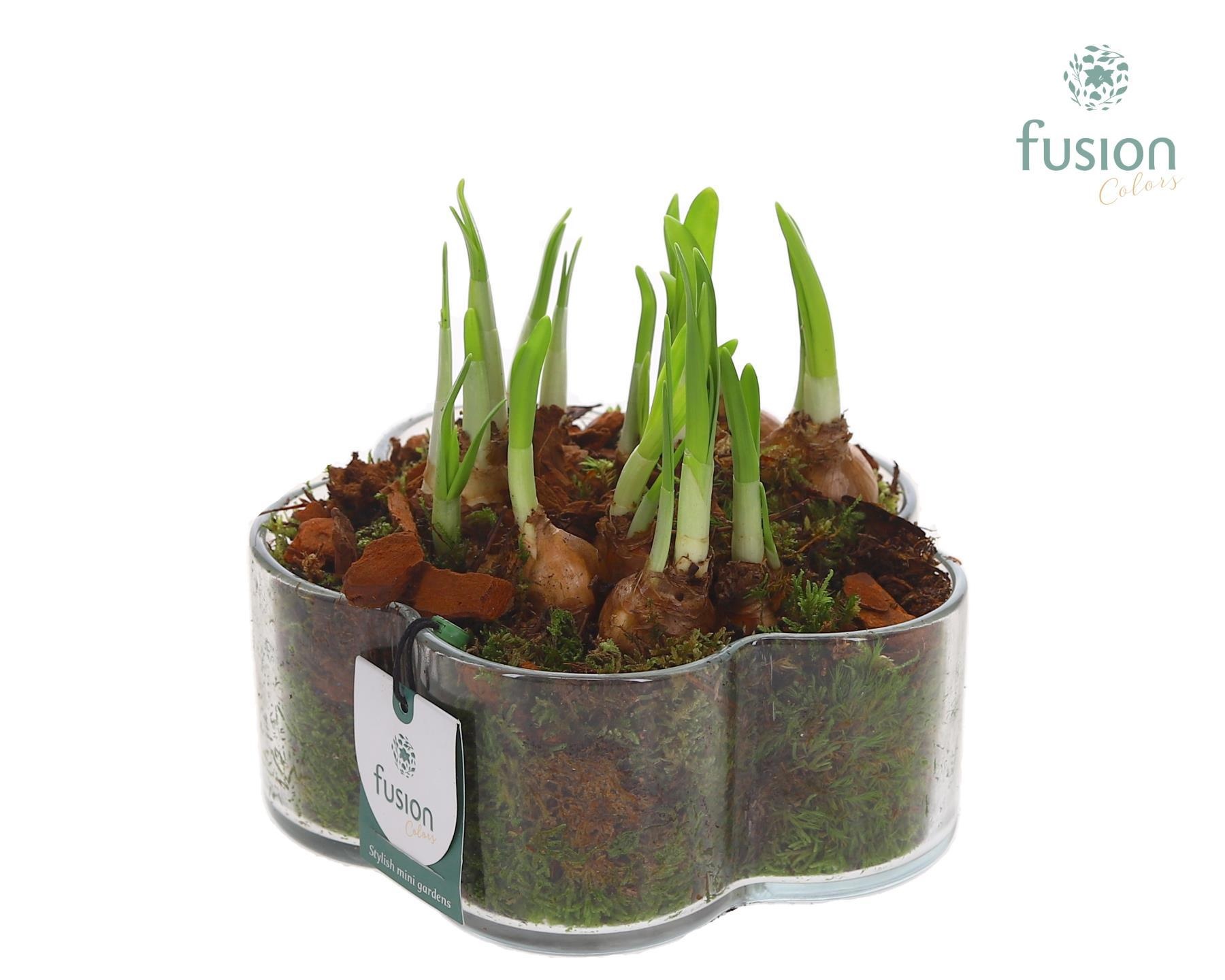 Glazen Bloemschaalmet Narcis, D 18