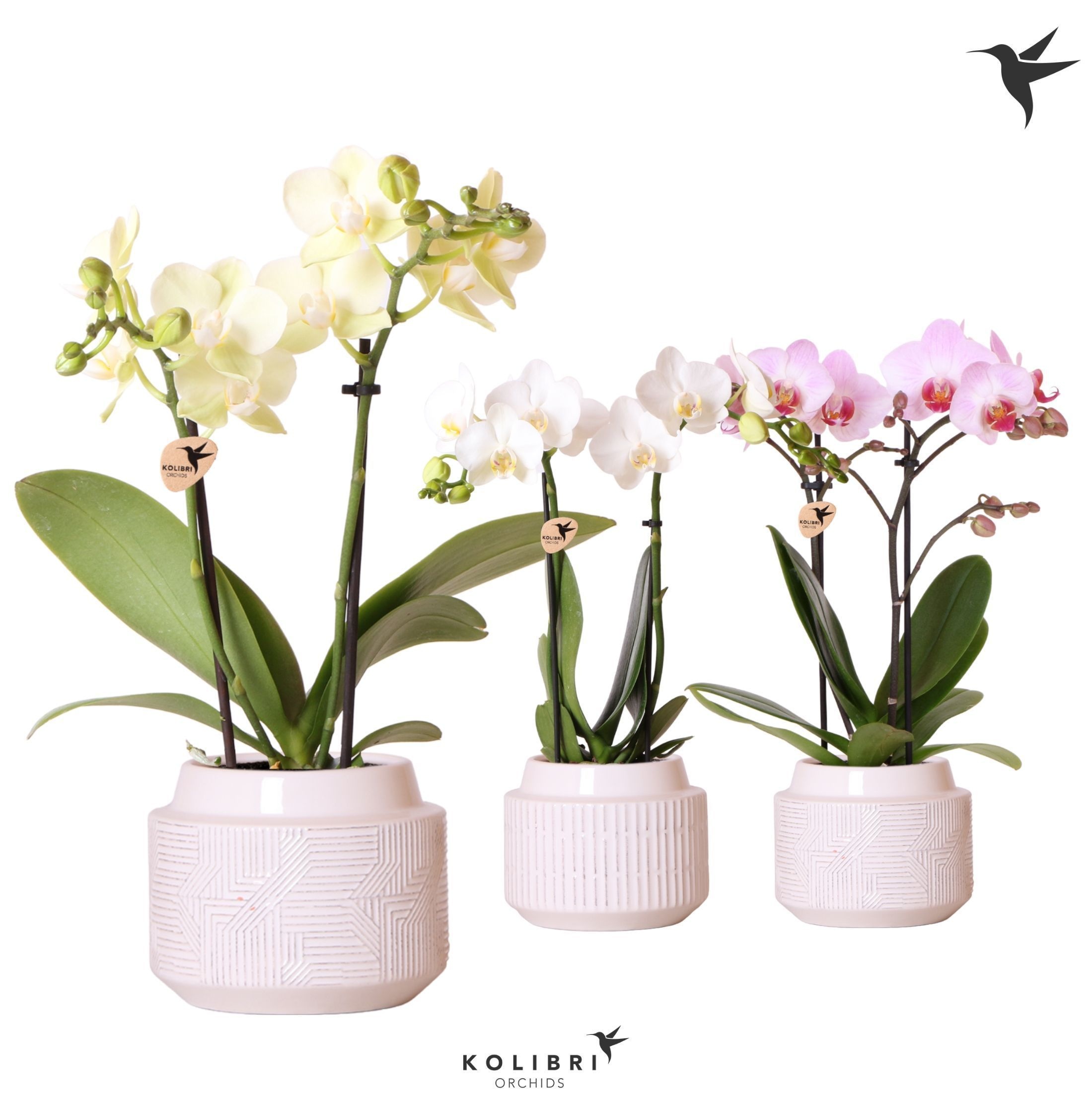 Kolibri Orchids Phalaenopsis mix 2 spike in Maze pot white, D 9