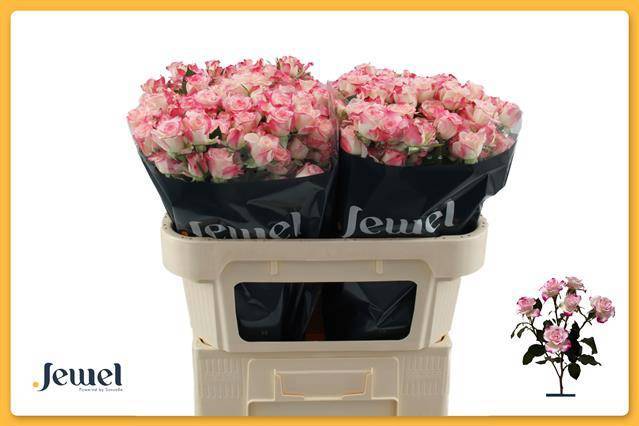 Роза куст. Рефлекс 70 (розово-бел.), шт.