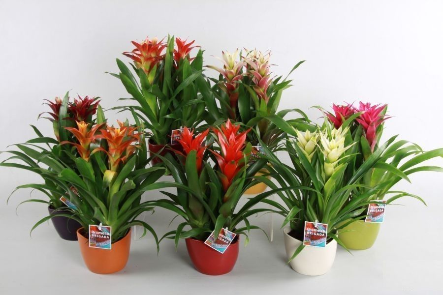 Guzmania Mix in 3hoek Keramiek, D 19