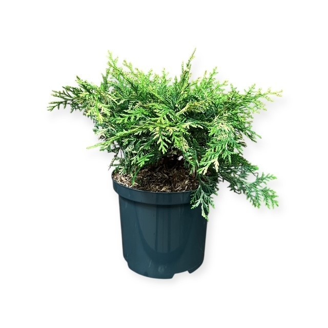 Chamaecyparis l. 'Pearly Swirl's', D 18