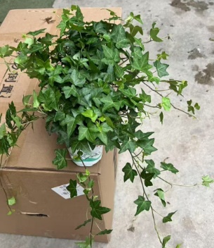 Хедера 120 Айви 12 20