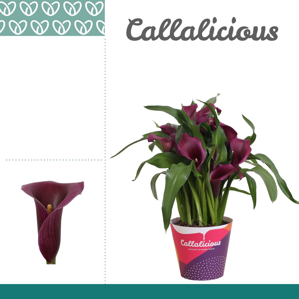 Zantedeschia (Calla) Paars in Potcover, D 14