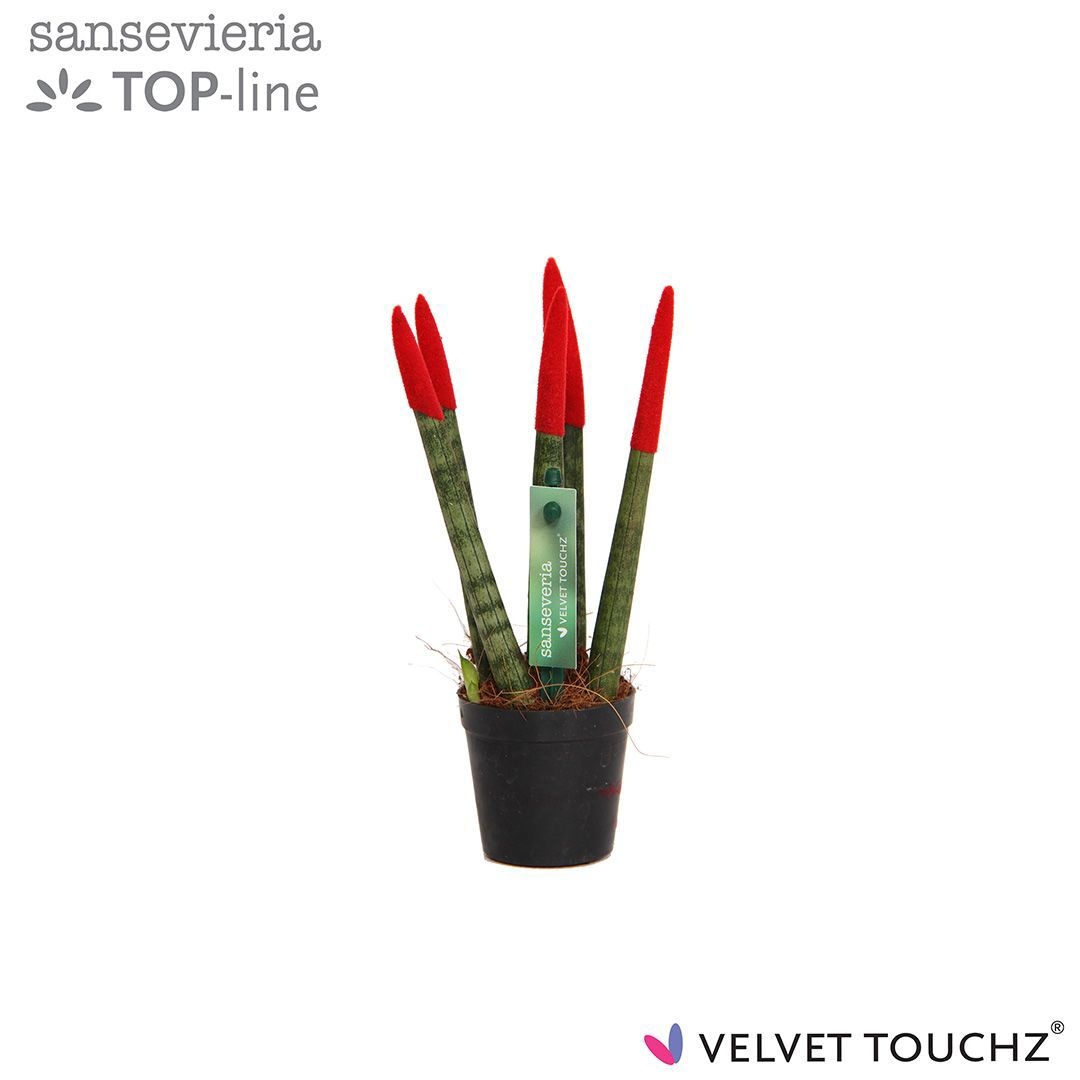 Sansevieria VELVET TOUCHZ® Rood, D 6