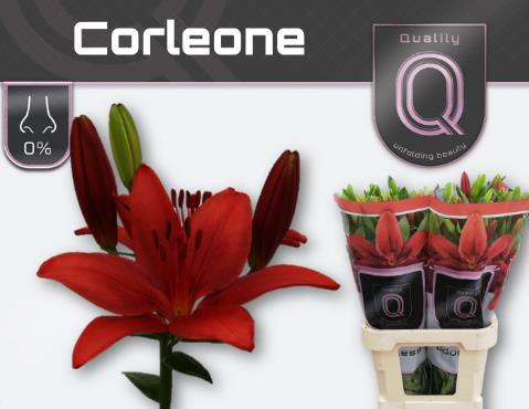 Лилия Карлеоне 90, шт.