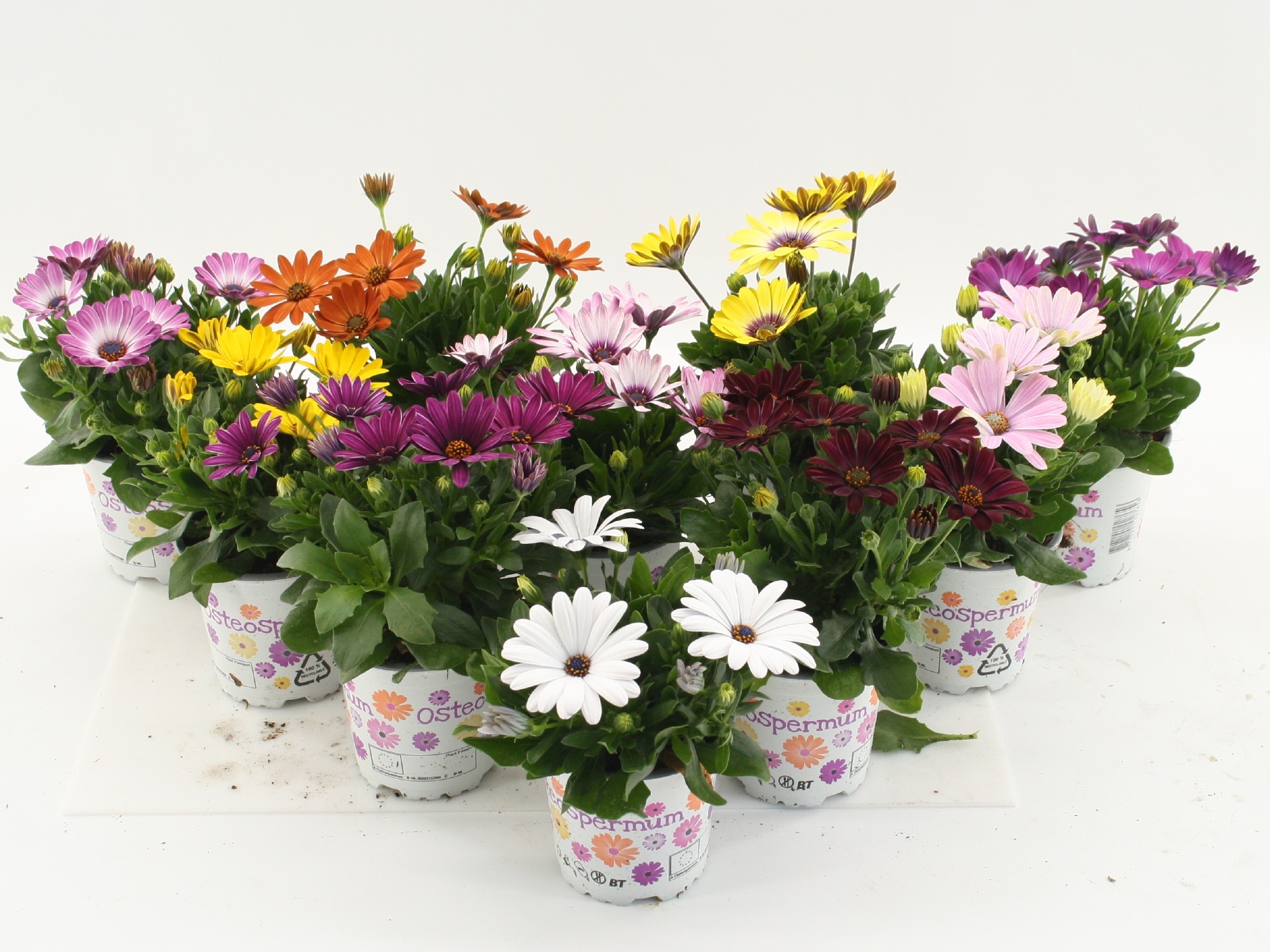 Osteospermum Mixkar, D 10,5
