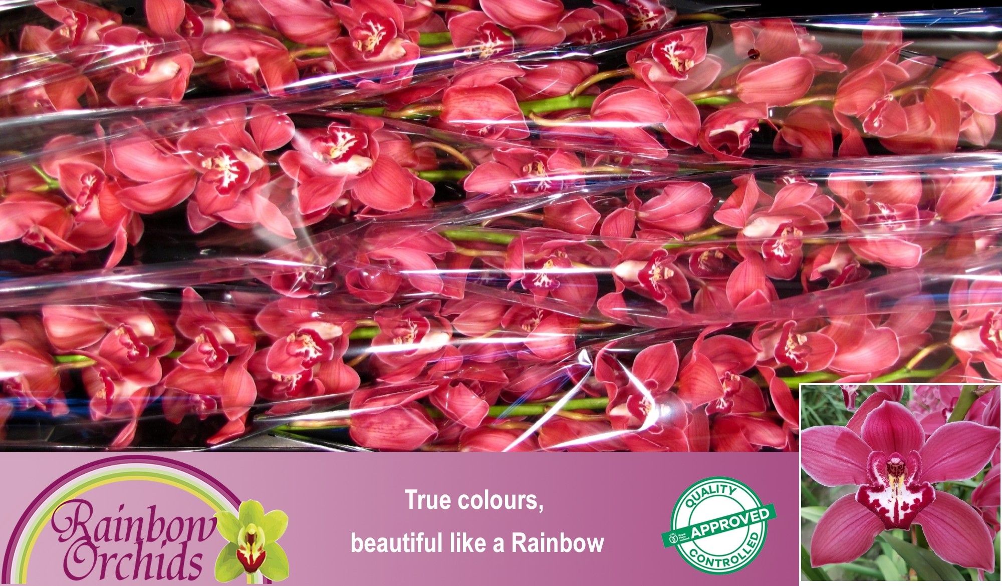 Цимбидиум Ферр-Ари x6 80, шт.