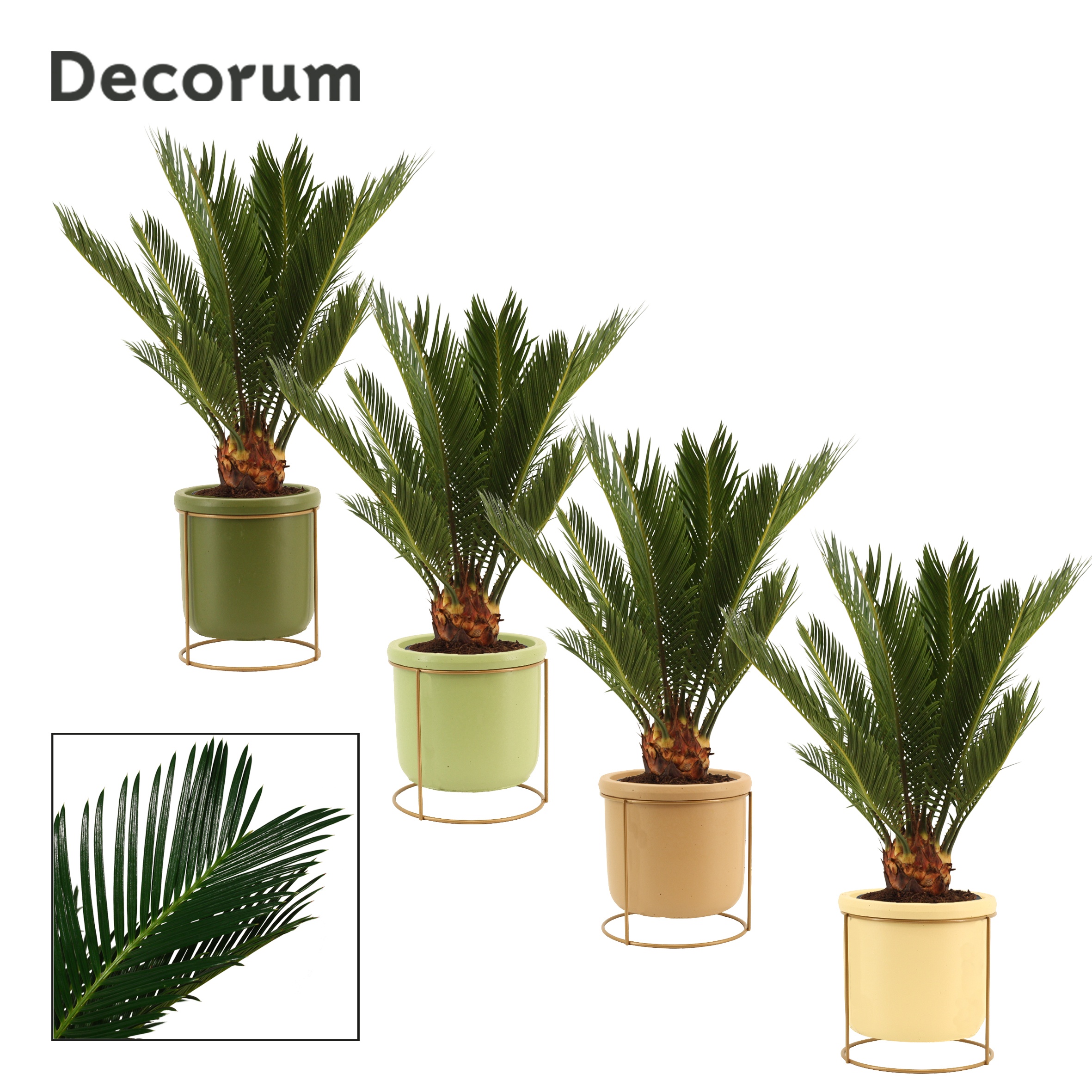 Cycas Revoluta 12 cm Decorum,, 6+ veren in Lynn (Silent moods), D 12