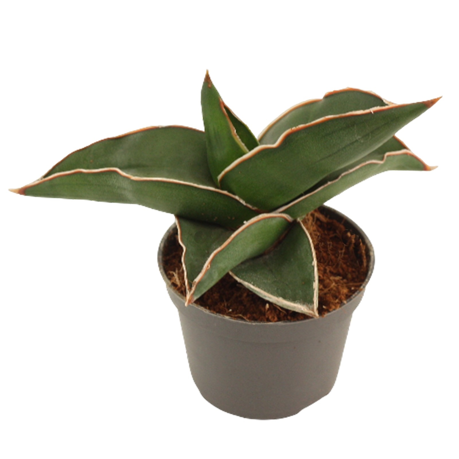 Sansevieria Samurai 6 cm, D 6 cm Sansevieria Samurai 6 cm, D 6 cm