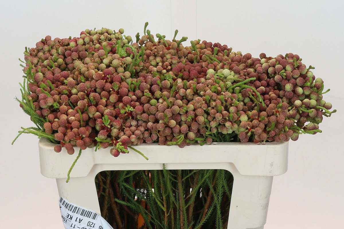 Берзелия Ланугиноса 50, шт.