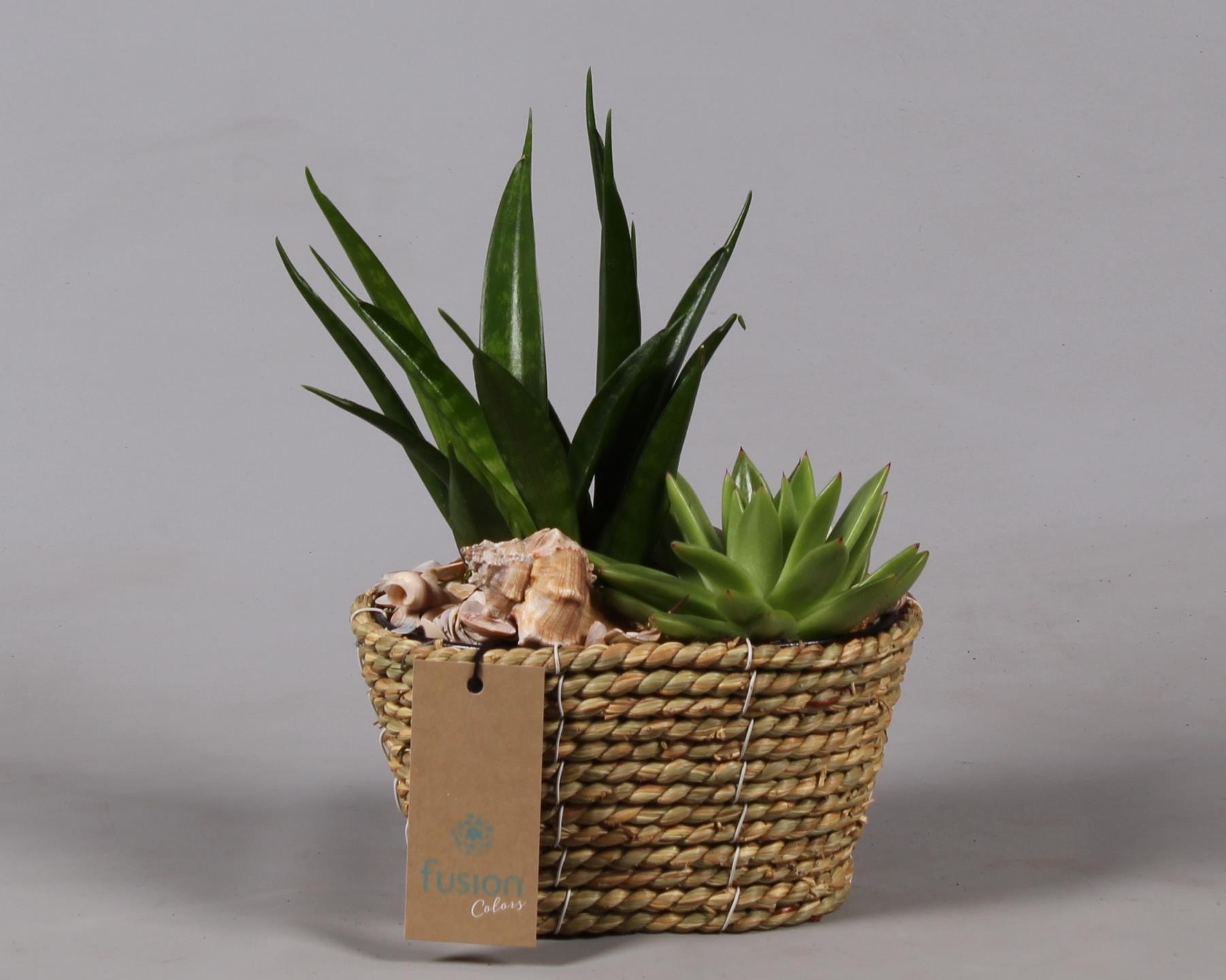 Mand zeegras ovaal Maritiem met Arrangement, D 18