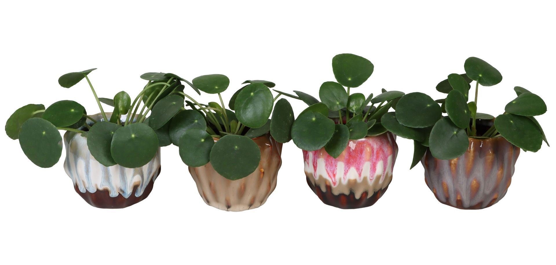 L 67154 With Pilea Peperomides 6 cm, D 6