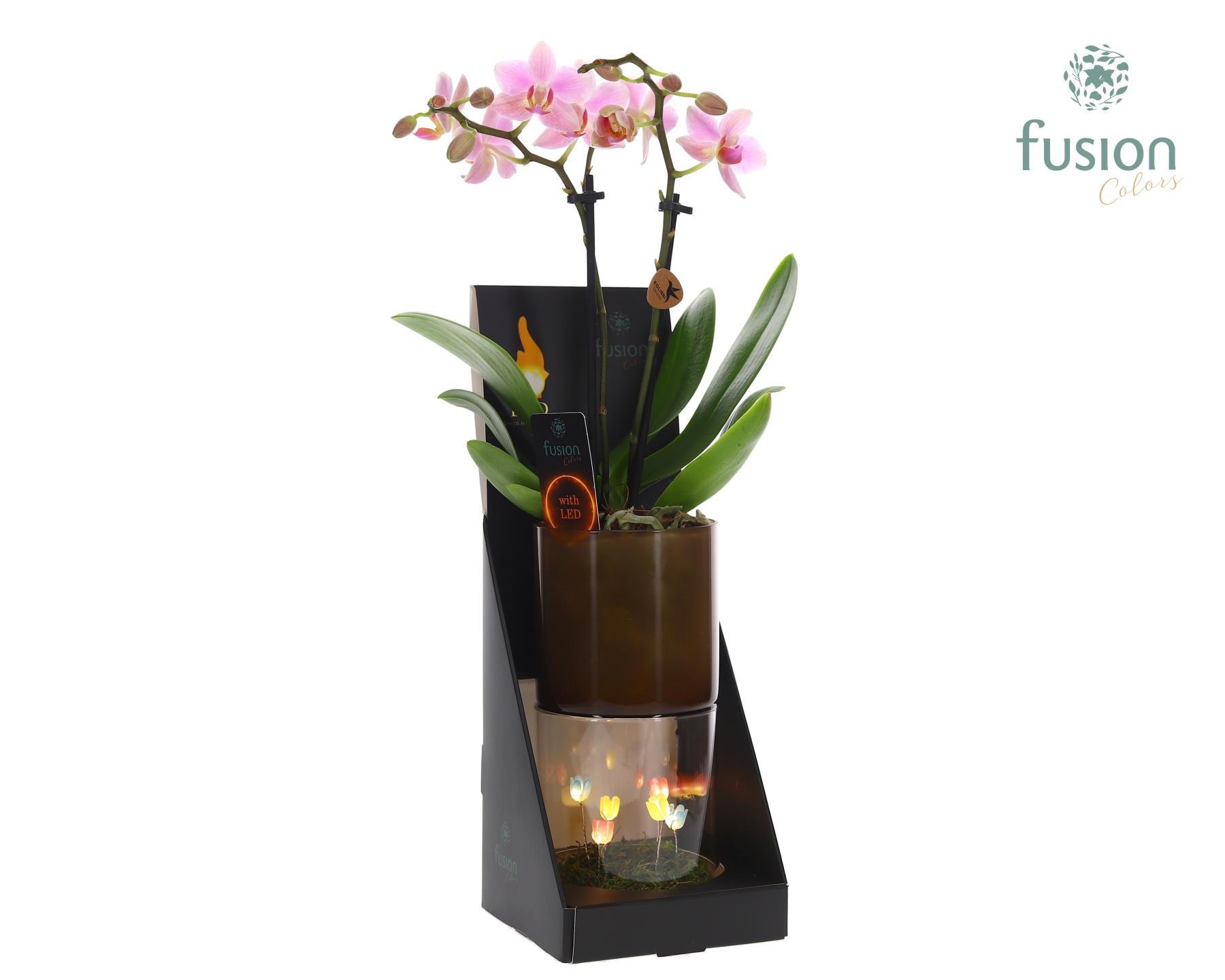 Glas tube Led planter groot met Phalaenopsis, D 11
