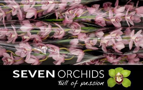 Цимбидиум Пинк Брилиант x6 80, шт.