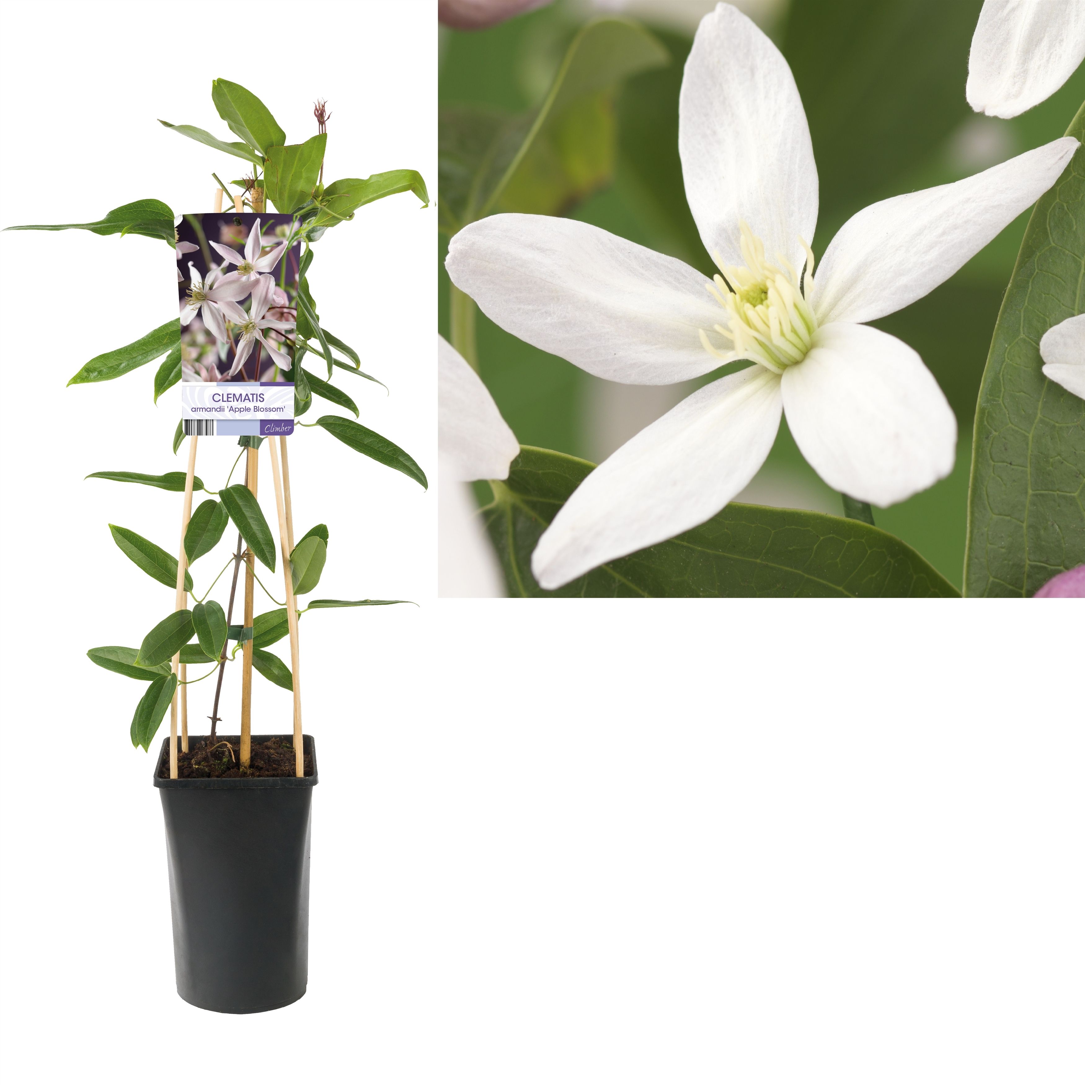 Clematis armandii 'Apple Blossom' +light label, D 17