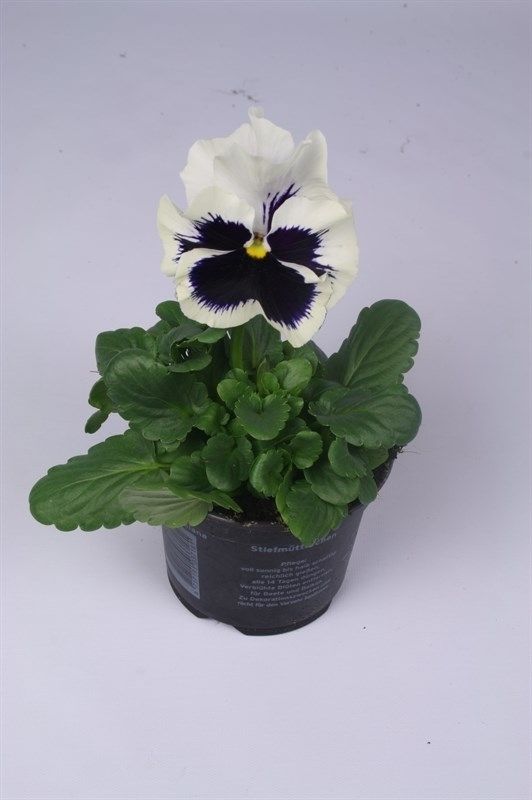 Viola Colossus F1 White with Blotch, D 9 cm