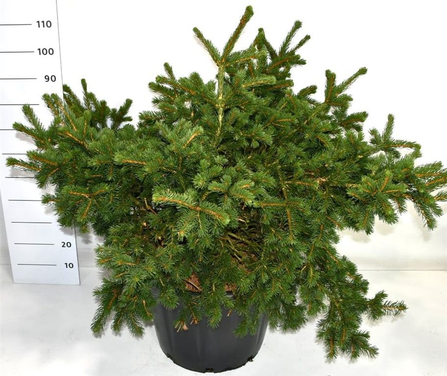 Picea pungens 'Lucky Strike', D 54 cm Picea pungens 'Lucky Strike', D 54 cm
