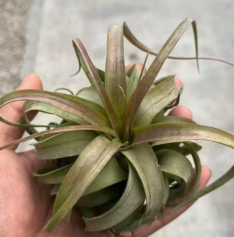 Гузмания Ерик 6 10