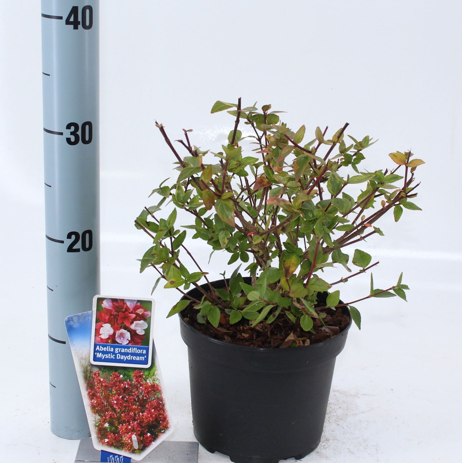Abelia grandiflora Mystic Daydream ('Opstal 40'PBR), D 17