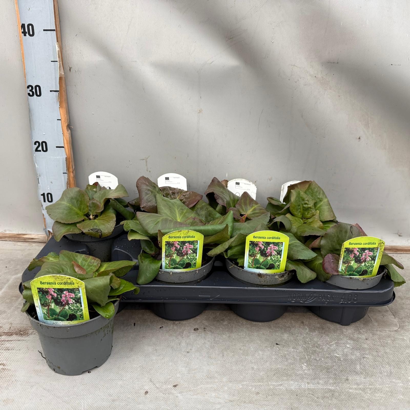 Bergenia Cordifolia, D 12