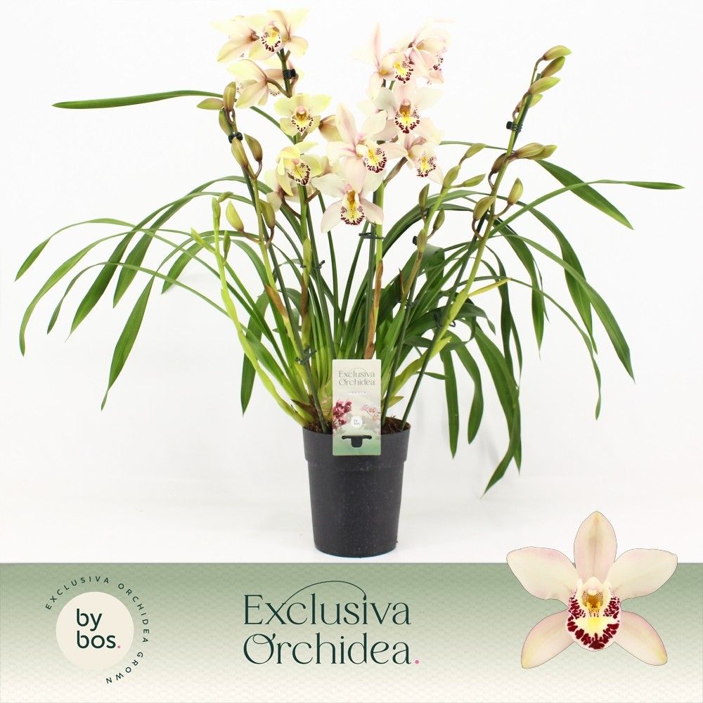 Cymbidium, Little Stef 5+ spike P14 'Exclusiva Orchidea', D 14 cm