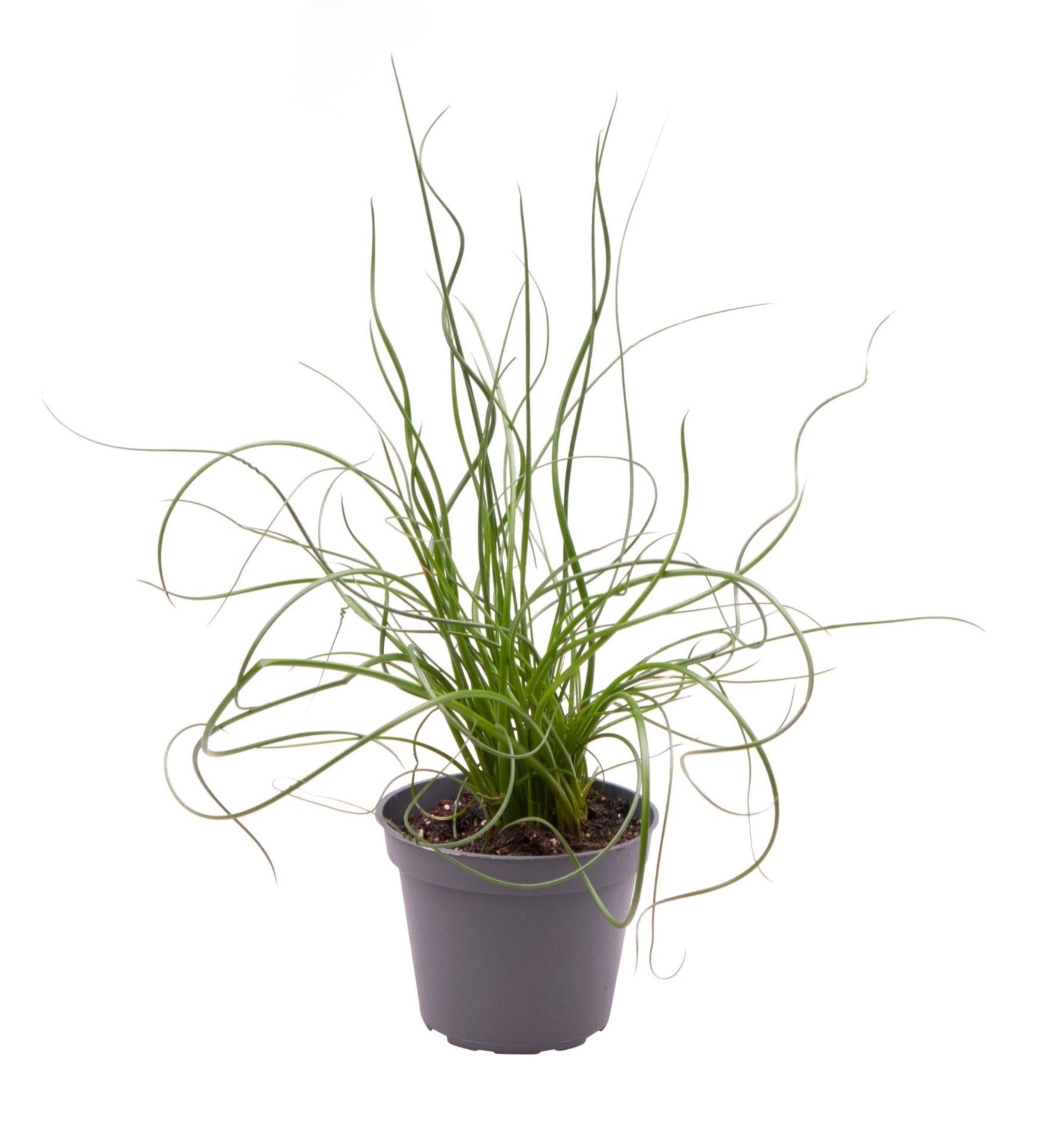 Juncus Spiralis, D 6