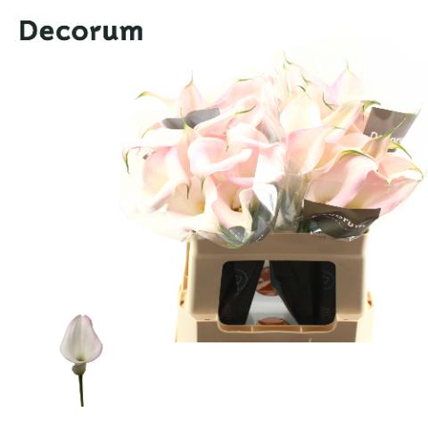 Калла Свит Арт 55, шт.
