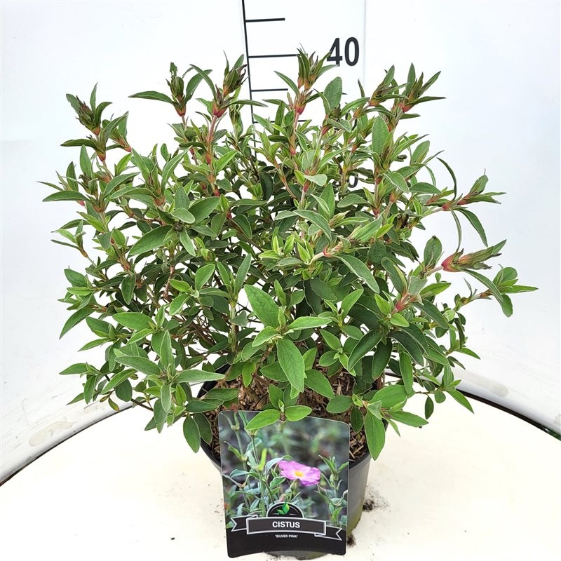 Cistus 'Silver Pink', D 28 cm