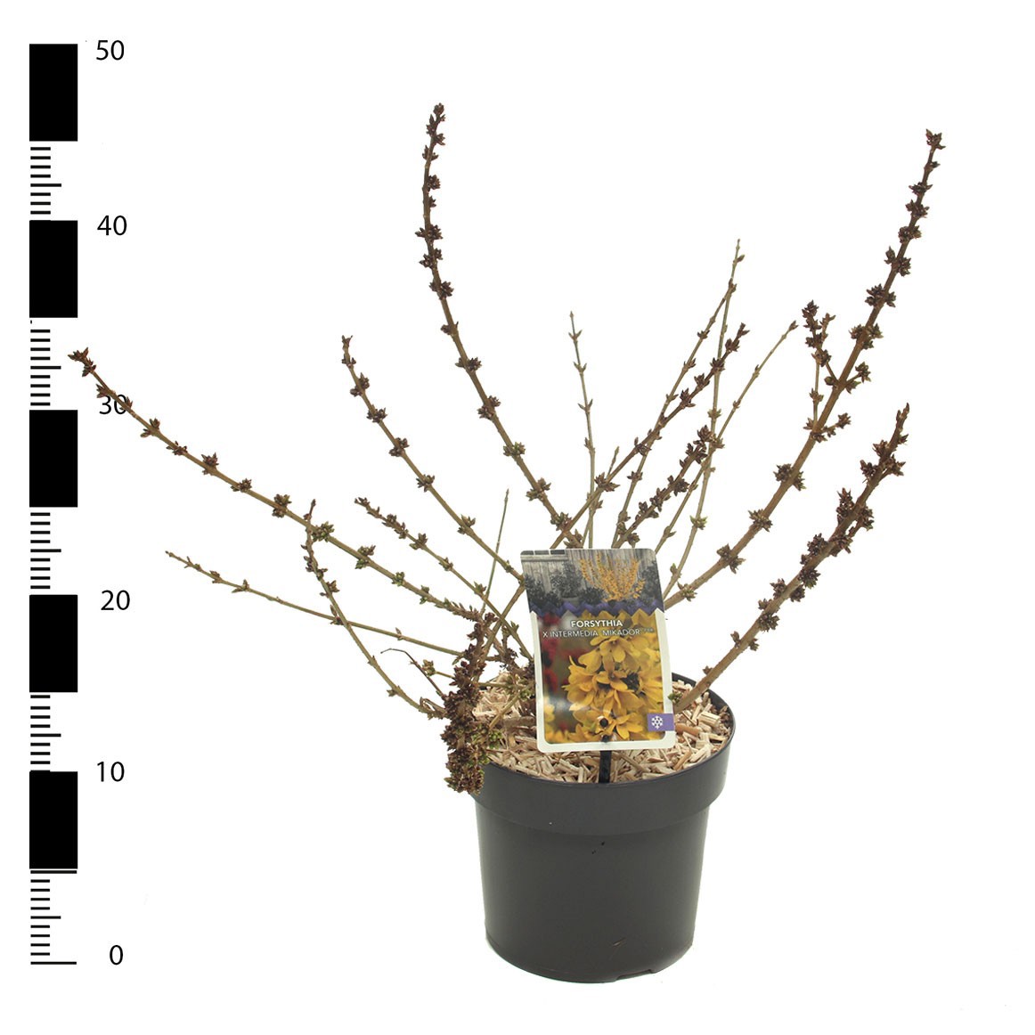 Forsythia x intermedia 'Mikador', D 17