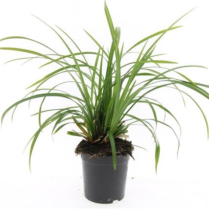 Carex morrowii 'Irish Green', D 14 cm