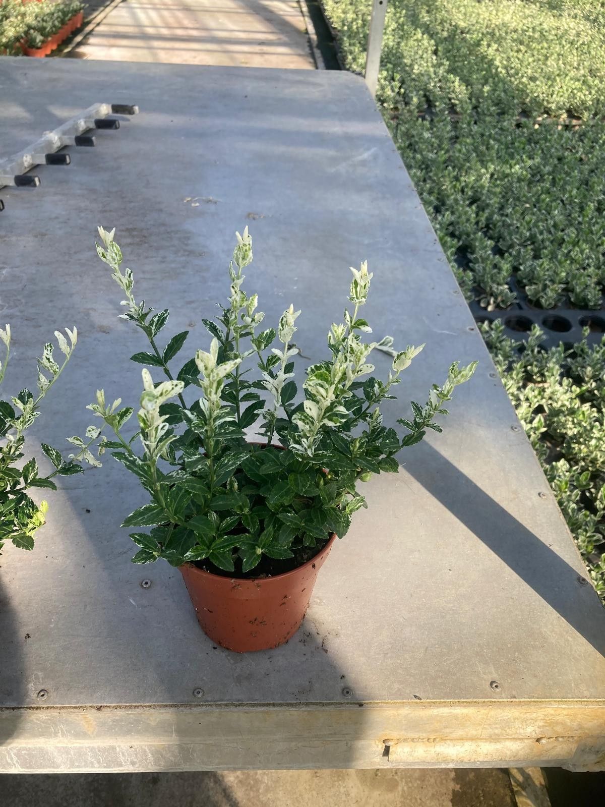 778 KR : Pot 13 cm Euonymus Harlequin, D 13 cm 778 KR : Pot 13 cm Euonymus Harlequin, D 13 cm