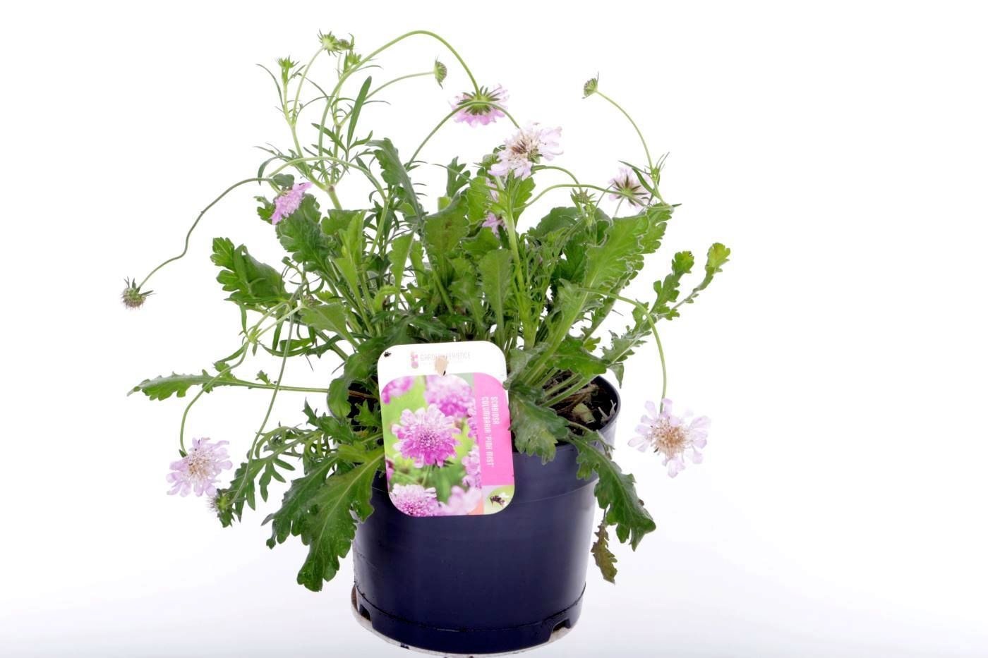 Scabiosa columbaria Pink Mist, D 17 cm