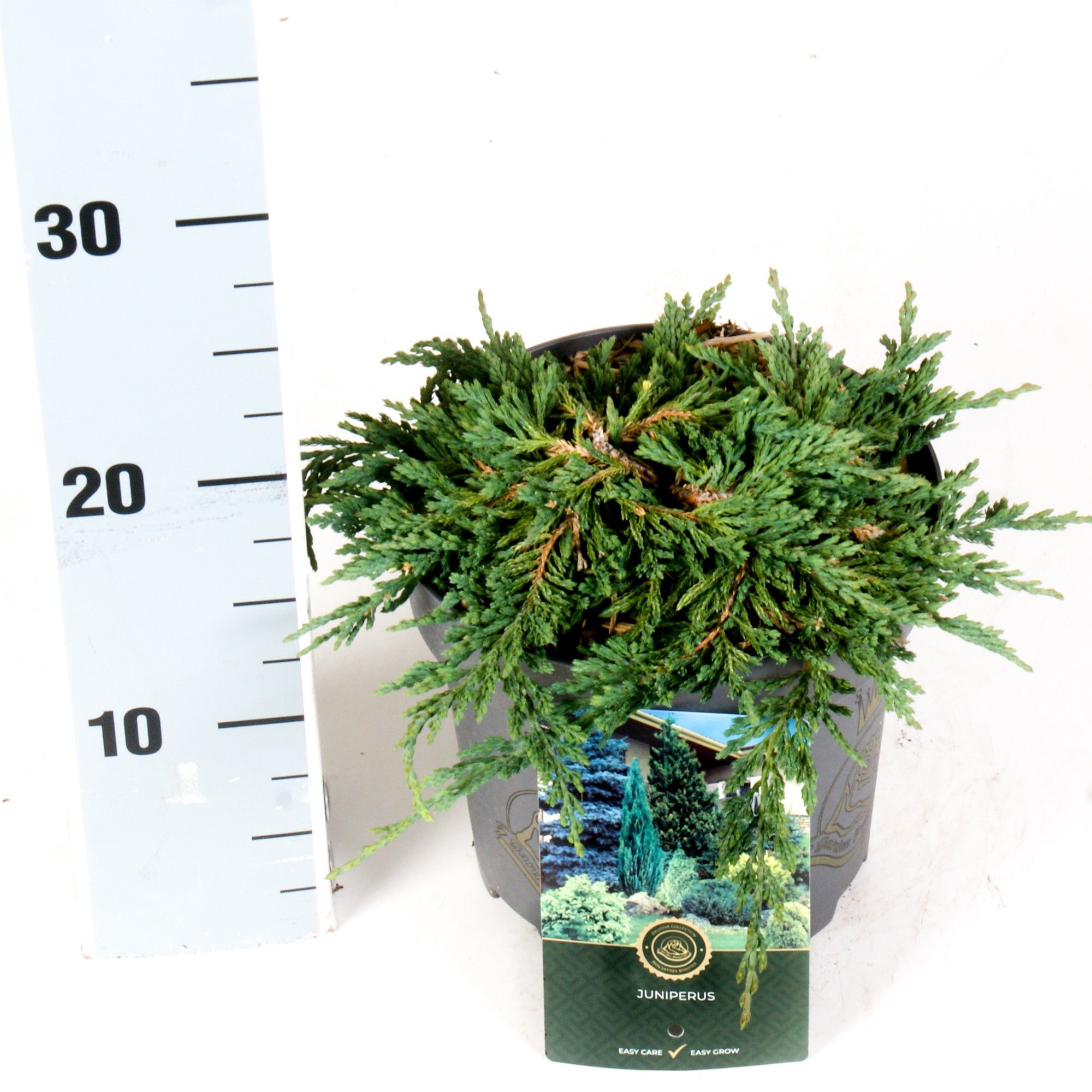 Juniperus h. 'Pancake', D 18