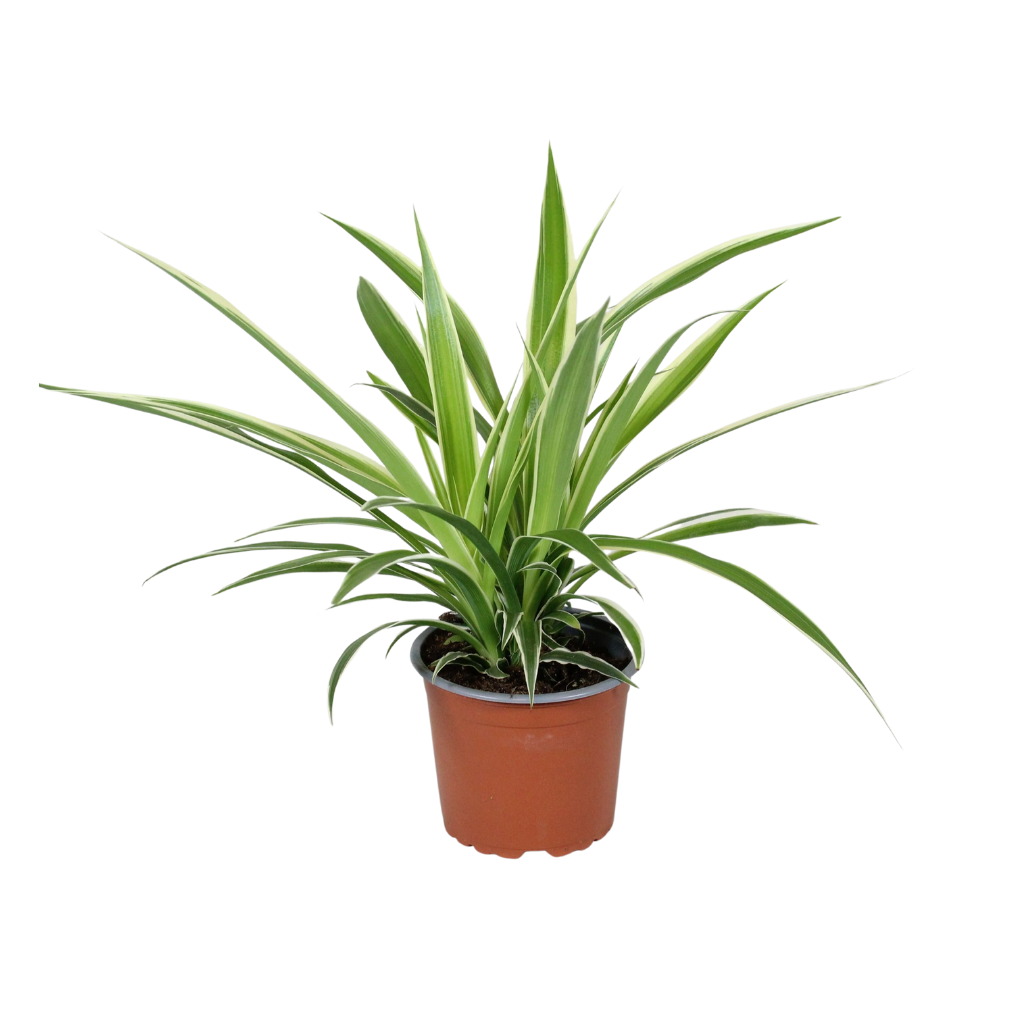 Chlorophytum comosum Irish, D 12