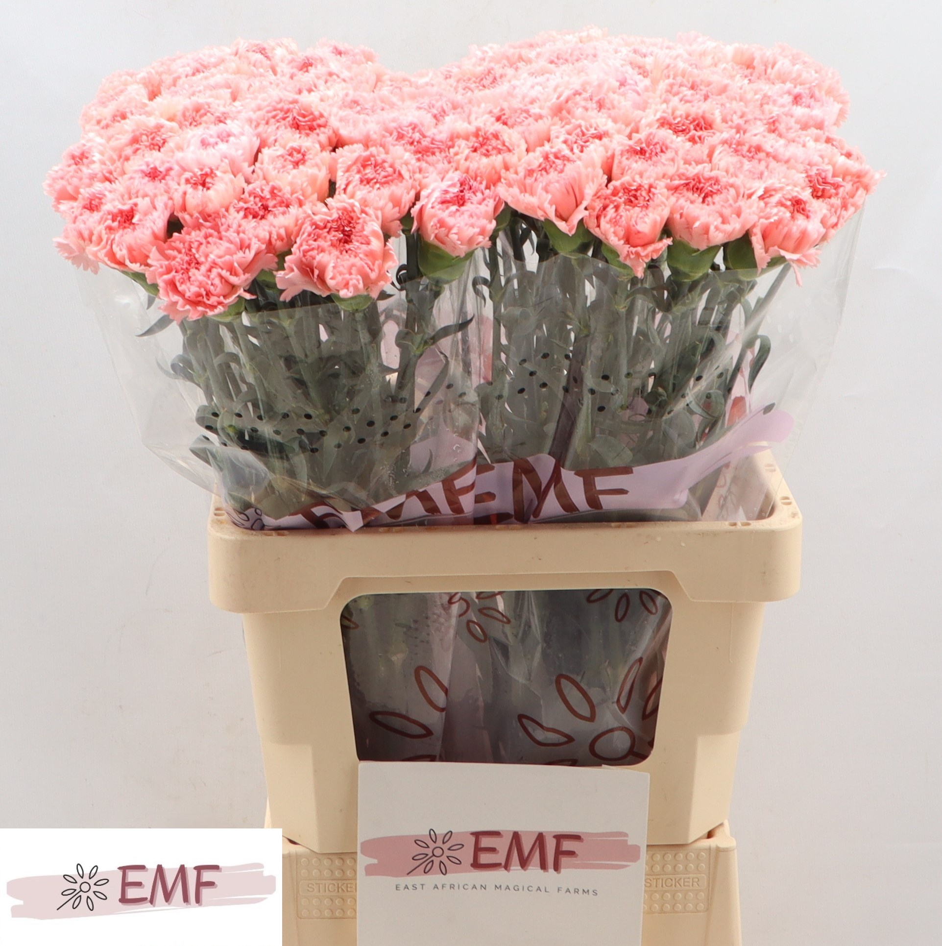 Диантус од. Биг Уан, шт.