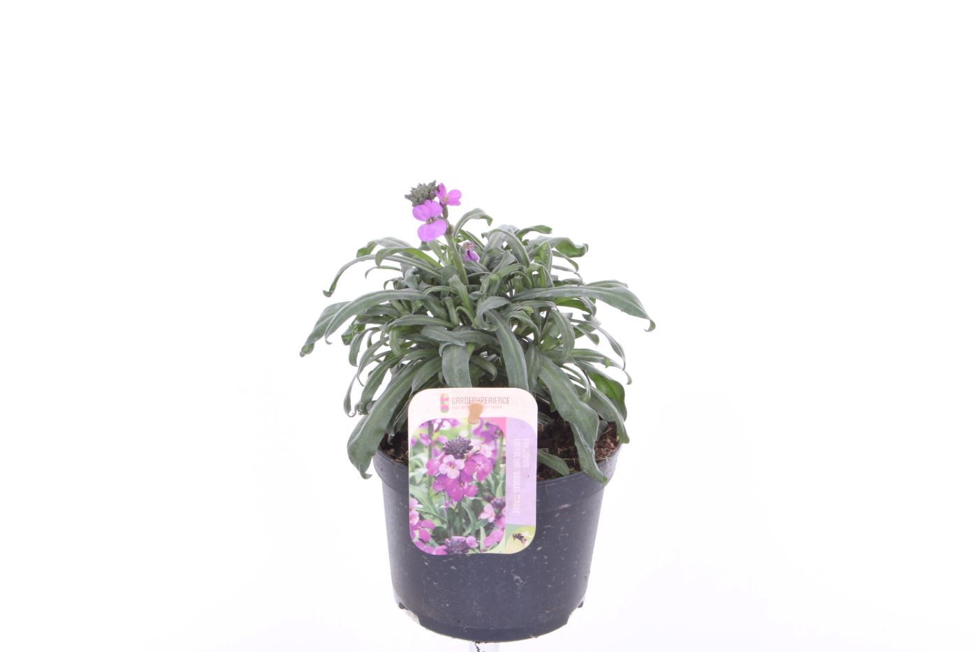 Erysimum Super Bowl Mauve, D 13