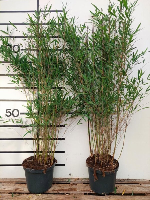 Fargesia Deep Purple, D 23